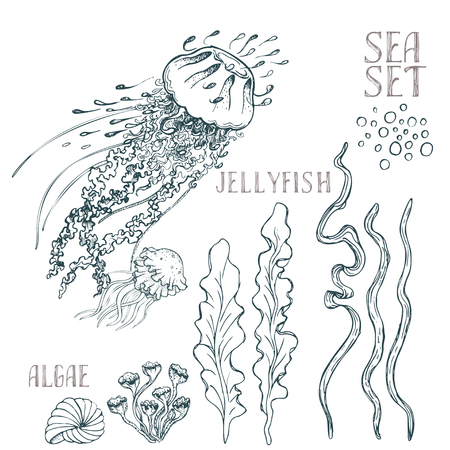 Hand drawn alga vector set on white backgroundのイラスト素材