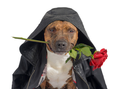 dog in a black hood with a red rose in the teethの写真素材