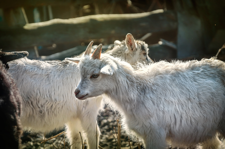 white goats feeding on the farmの写真素材