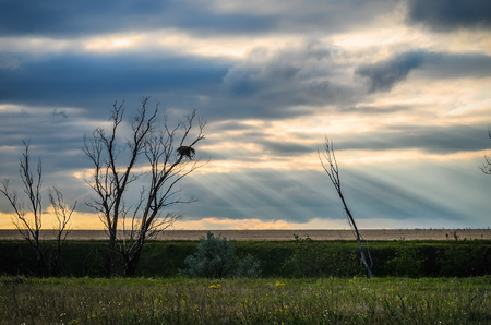 Landscape with big field. weather change. Sun rays.の写真素材