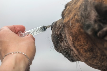 Nice dog sniffs the syringe with the medicine after injection at vet office.の写真素材