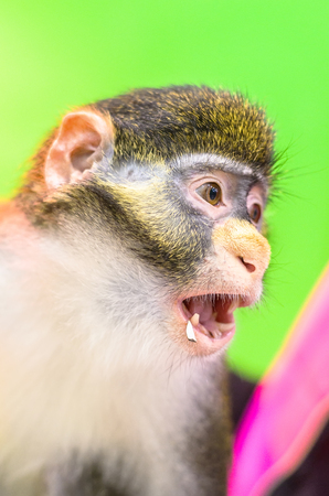 Portrait of Red tail monkey, or Schmidt's guenon Cercopithecus ascanius ape Isolated on green...