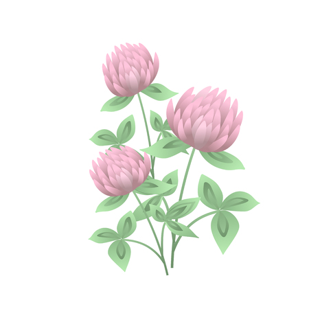 Clover or trefoil flowers and leaves isolated on white background. Realistic drawing of symbolic flowering plant or wild meadow herb. Natural vector illustration.のイラスト素材