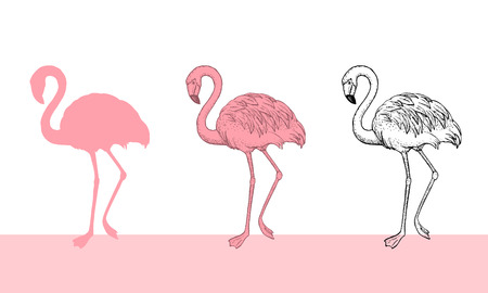 Flamingo bird illustration design on white background.のイラスト素材