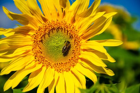 Bee on a flower of a sunflower against the blue sky