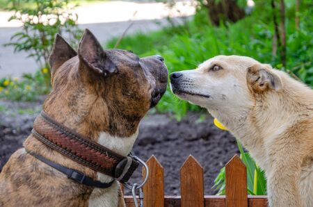 A friendly redbred mongrel dog sniffs a pit bull's face. Close-up