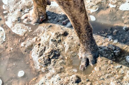 Dog paw in a puddle with liquid mud. Spring walks in nature. For stores of dog clothes, shoes and cleaning products.の写真素材