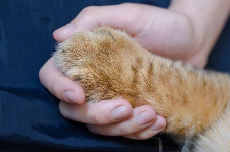 Photo of a paw of a lion cub in a human hand on a dark blue background.