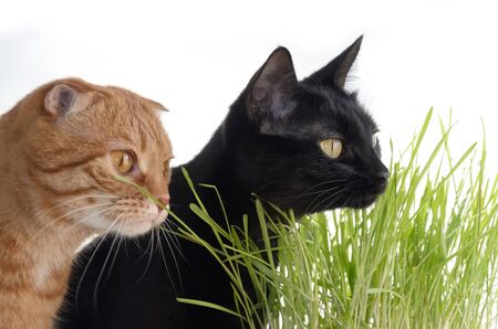 A photograph of a red fold and a black cat eating grass. Focus on the black catの写真素材