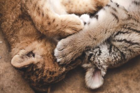 Double facespalm. Tiger cub and lion cub play with each other, lying on the floor.の写真素材