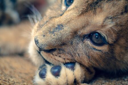 Close-up photo of the muzzle and paws of a lion cub.