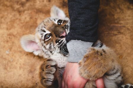 Photo of a tiger cub that bites a human hand in a game