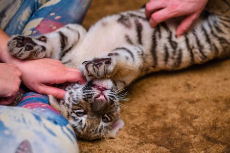 Photo of a tiger cub that fell apart at the feet of a person.の写真素材