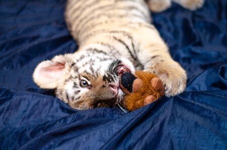 Photo of a tiger cub who chews a toy.