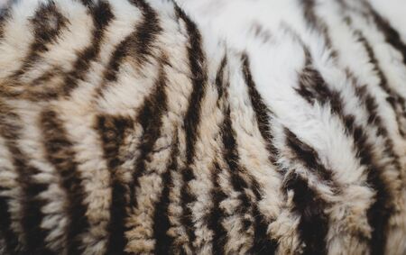 Photo of tiger stripes on the side of a tiger cub. Closeup of tiger fur, textureの写真素材