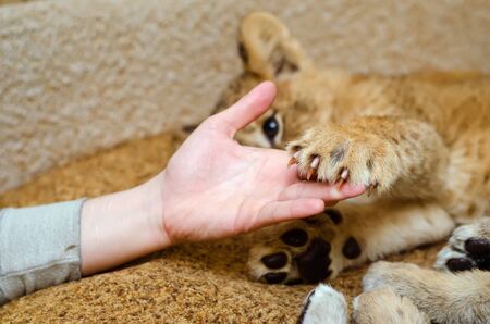 Photo of a paw of a lion cub with claws on a human hand at homeの写真素材