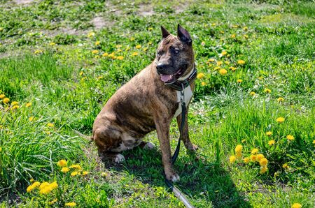 Photo of the Staffordshire Terrier on bright green grass.の写真素材