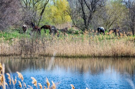 Photo of horses on the lakeの写真素材