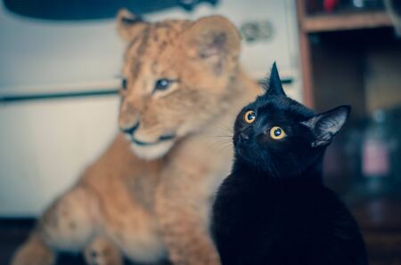 Photo of a domestic black cat on a background of a lion cubの写真素材
