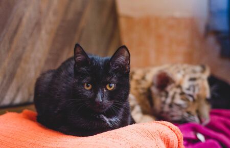 Photo of a domestic black cat on a background of a sleeping tiger cubの写真素材