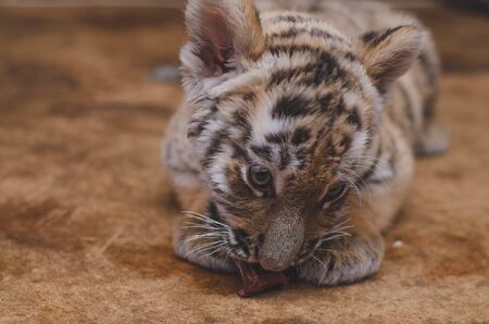 Photo of a little tiger cub who eatsの写真素材