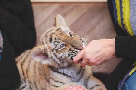 Photo of a tiger cub biting a human make-believe.