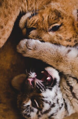 Photo of a muzzle of a lion cub and a tiger cubの写真素材