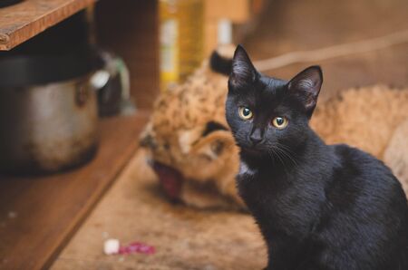 Photograph of a cat on a day plan a lion cub eating meatの写真素材