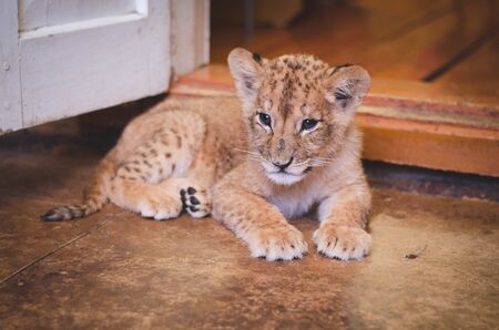 Photo of a lion cub lying on the floor at home