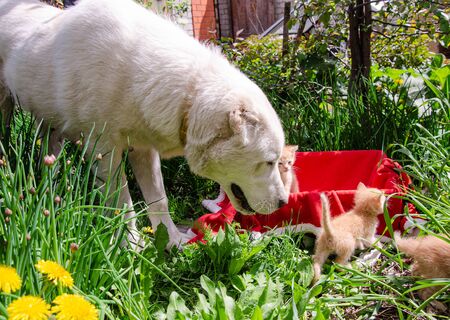 Photo of a big dog sniffing kittens