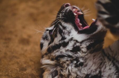 Photo of a growling angry tiger cub.の写真素材
