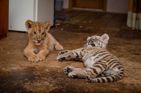 Photo of a lion cub and a tiger cub lying nearby, where the tiger cub turned awayの写真素材
