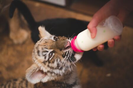 Little tigress drinks milk from a baby nipple at homeの写真素材
