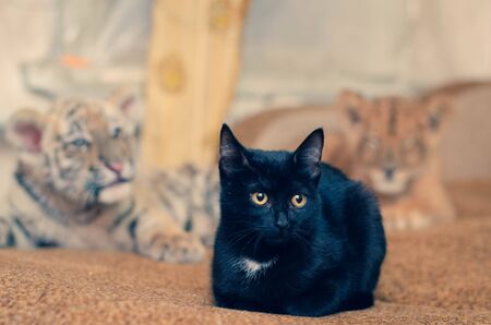 photo of a black cat behind which are a lion cub and a tiger cub/の写真素材