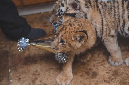 photo of a lion cub and a tiger cub and a holiday capの写真素材