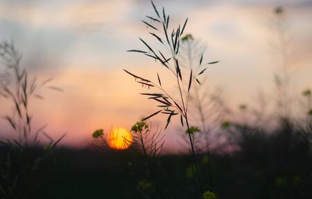 Photo of sunset and spikelets. Blurred background for wallpaperの写真素材