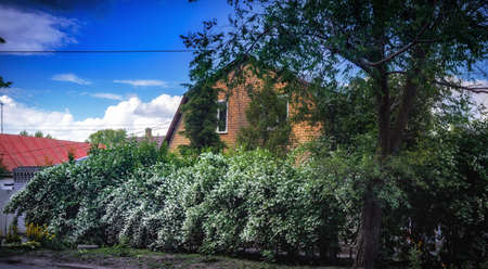 A two-story residential building, half-hidden behind an alley of blooming jasmine