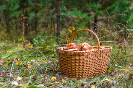 Basket with edible mushrooms in the autumn pine forest.の写真素材