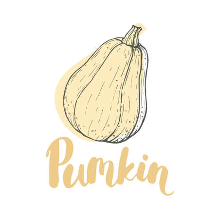 Pumpkin isolated on white backgroundのイラスト素材