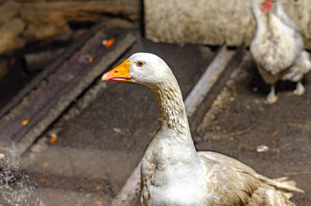 Closeup of goose on blurred backgroundの写真素材