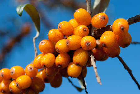 Closeup of sea buckthorns on branch, blue sky background