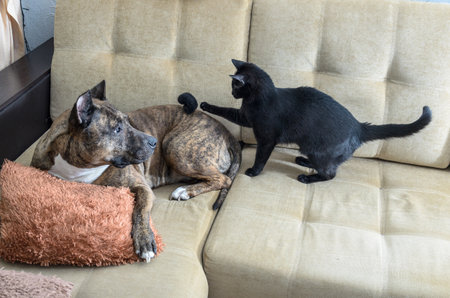 Tiger Staffordshire terrier and cat at homeの写真素材