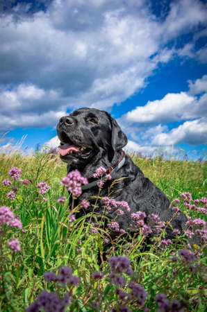 cute black dog on summer nature backgroundの写真素材