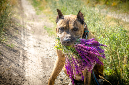 Tiger Staffordshire terrier dog outdoor with flowersの写真素材