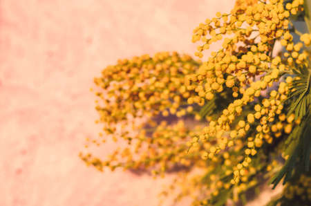 beautiful mimosa yellow flowers on background, close upの写真素材