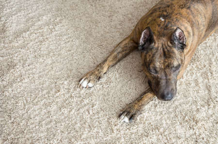 Tiger Staffordshire terrier lying at home