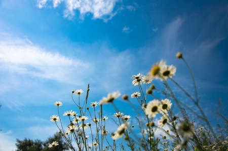 white chamomile on the background of blue skyの写真素材