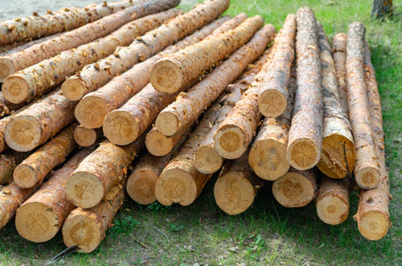 stacked firewood logs for the background, wood textureの写真素材