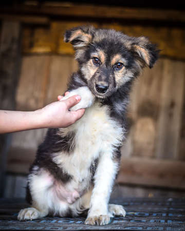 Puppy colored mongrels submits a pawの写真素材