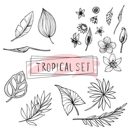 set of hand drawn leaves, vector illustration.のイラスト素材